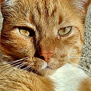 Steve Daniel Runge joined the competition — help win amazing prizes! cat, ginger_cat, close_up, feline, pet, animal, whiskers, fur, eyes, nose, sunlight, portrait, domestic_cat, muzzle, ears, face, relaxed, indoor, cute, furry