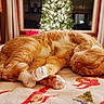 Steve Daniel Runge is registered to the contest to win money with this photo: cat, orange_cat, sleeping, curled_up, blanket, holiday_blanket, christmas_tree, lights, indoor, window, curtains, wooden_cabinet, cozy, festive, pet, feline, relaxing, paw, whiskers, home