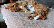Steve Daniel Runge joined the competition — help win amazing prizes! cat, orange_tabby, white_paws, pet, animal, feline, indoor, blanket, couch, relaxed, lying_down, cozy, fur, whiskers, pink_paw_pads, home, resting, soft_texture, cute, comfortable