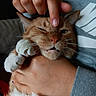 Steve Daniel Runge is registered to the contest to win money with this photo: cat, ginger_cat, pet, hand, person, holding, face, whiskers, fur, paw, indoor, closeup, expression, cute, animal, feline, touch, skin, clothing, gray_sleeve