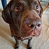 Mac James Runge is registered to the contest to win money with this photo: dog, labrador, chocolate_labrador, pet, canine, close_up, nose, indoor, carpet, curious, looking_up, animal, mammal, brown_fur, portrait, companion, domestic_animal, face_close_up, whiskers, floor
