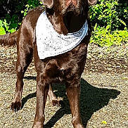 Mac James Runge joined the competition — help win amazing prizes! dog, chocolate_lab, bandana, outdoor, sunlight, gravel, greenery, pet, animal, mammal, standing, portrait, nature, canine, fur, looking_up, summer, shadow, alert, ears