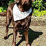 alert, animal, bandana, canine, chocolate_lab, dog, ears, fur, gravel, greenery, looking_up, mammal, nature, outdoor, pet, portrait, shadow, standing, summer, sunlight