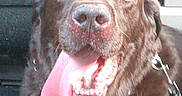 Mac James Runge joined the competition — help win amazing prizes! dog, labrador, chocolate, pet, tongue_out, close_up, inside_car, happy, canine, animal, leash, collar, seat, window, face, fur, mouth, nose, ears, companion