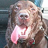 animal, canine, chocolate, close_up, collar, companion, dog, ears, face, fur, happy, inside_car, labrador, leash, mouth, nose, pet, seat, tongue_out, window