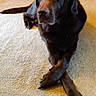 Mac James Runge joined the competition — help win amazing prizes! dog, labrador, chocolate_labrador, pet, indoor, carpet, crossed_paws, canine, animal, mammal, domestic_animal, resting, brown_fur, floor, quiet, house, companion, cute, relaxed, portrait