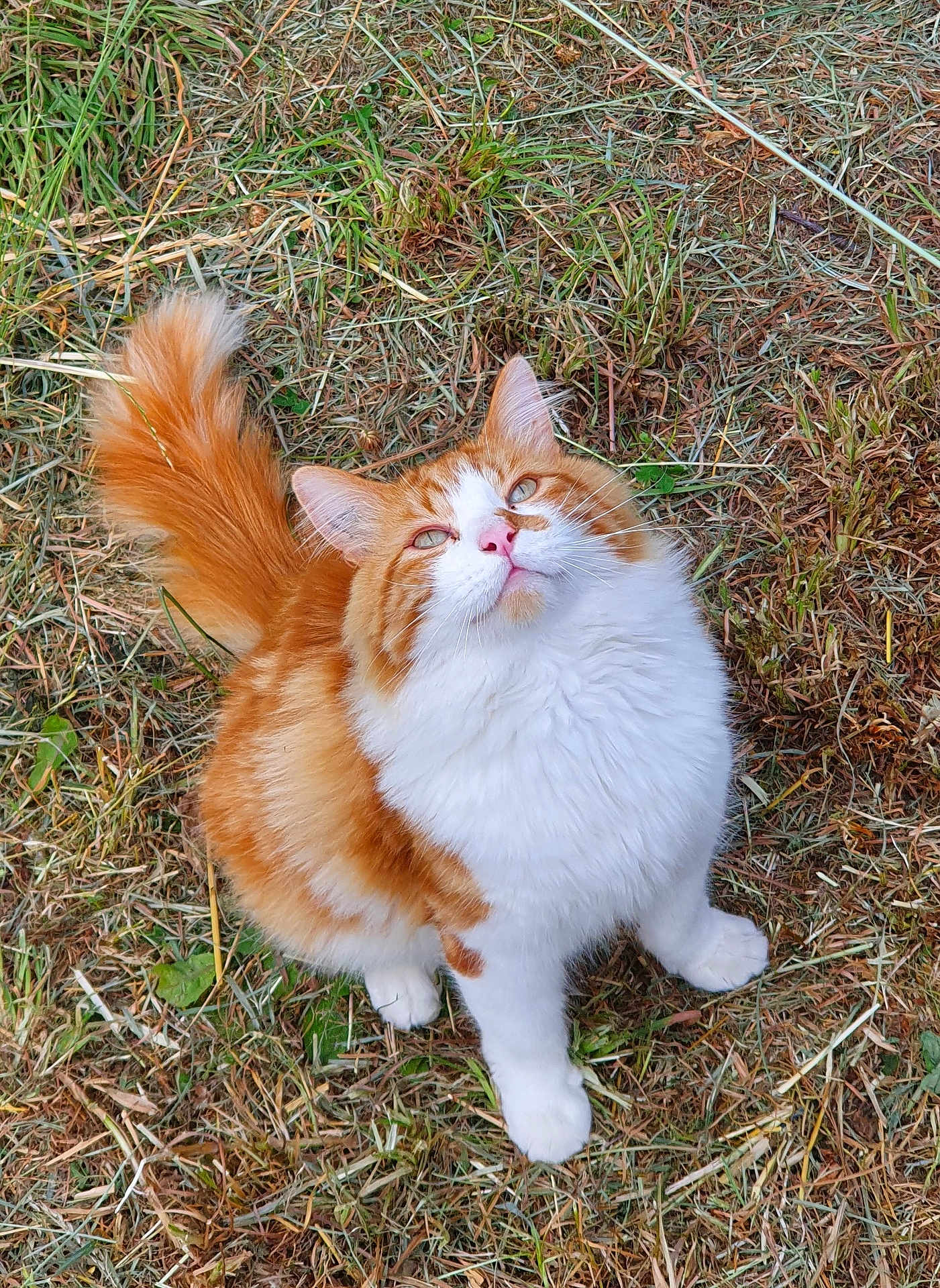 Francois