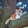 cat, tree, branch, fur, orange, white, animal, outdoor, nature, pet, moss, fluffy, whiskers, claws, relaxing, daylight, green, leaves, wildlife, portrait