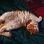 cat, orange_cat, white_cat, fluffy, sleeping, resting, pet, indoor, blanket, bed, fur, cute, relaxed, animal, cozy, whiskers, paw, tail, domestic_cat, mammal