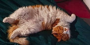 Francois a rejoint le concours — aidez-le/la à gagner de superbes lots ! cat, orange_cat, white_cat, fluffy, sleeping, resting, pet, indoor, blanket, bed, fur, cute, relaxed, animal, cozy, whiskers, paw, tail, domestic_cat, mammal