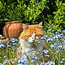cat, orange_cat, white_cat, flowers, blue_flowers, garden, greenery, terracotta_pot, sunlight, nature, outdoor, plants, foliage, pet, animal, whiskers, fluffy, curious, peaceful, close_up