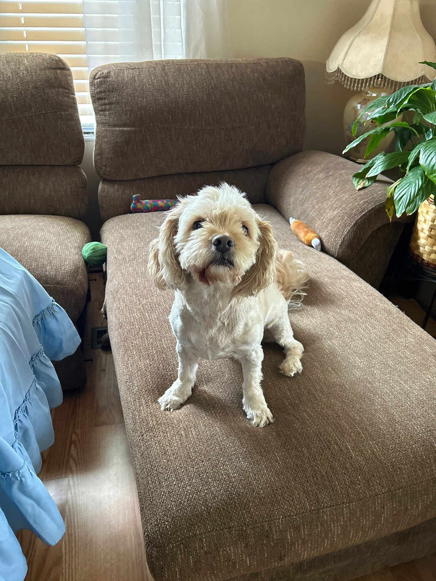 Teddy