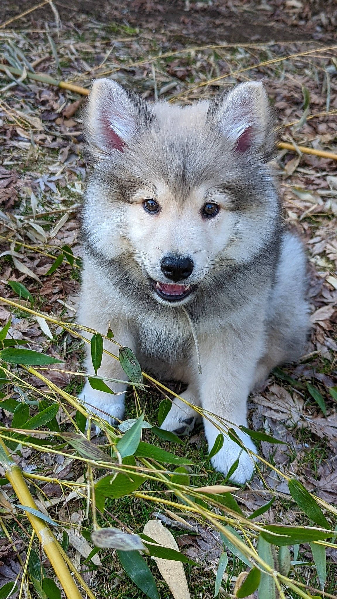 Buddy participe au concours pour gagner de l'argent avec cette photo : ancient_dog_breeds, canidae, canis, carnivore, companion_dog, dog, dog_breed, fang, fur, grass, plant, sled_dog, sporting_group, terrestrial_animal, whiskers, wolf, working_dog