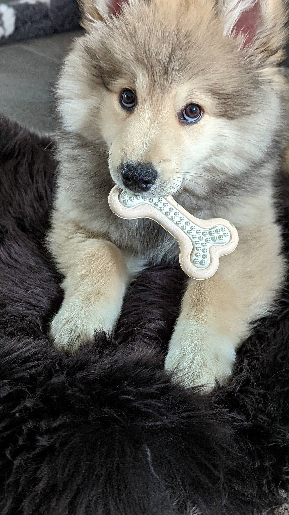 Buddy participe au concours pour gagner de l'argent avec cette photo : ancient_dog_breeds, canidae, canis, carnivore, companion_dog, dog, dog_breed, fur, german_spitz_mittel, non_sporting_group, sled_dog, snout, sporting_group, tail, terrestrial_animal, whiskers, wildlife, wolf, working_animal, working_dog