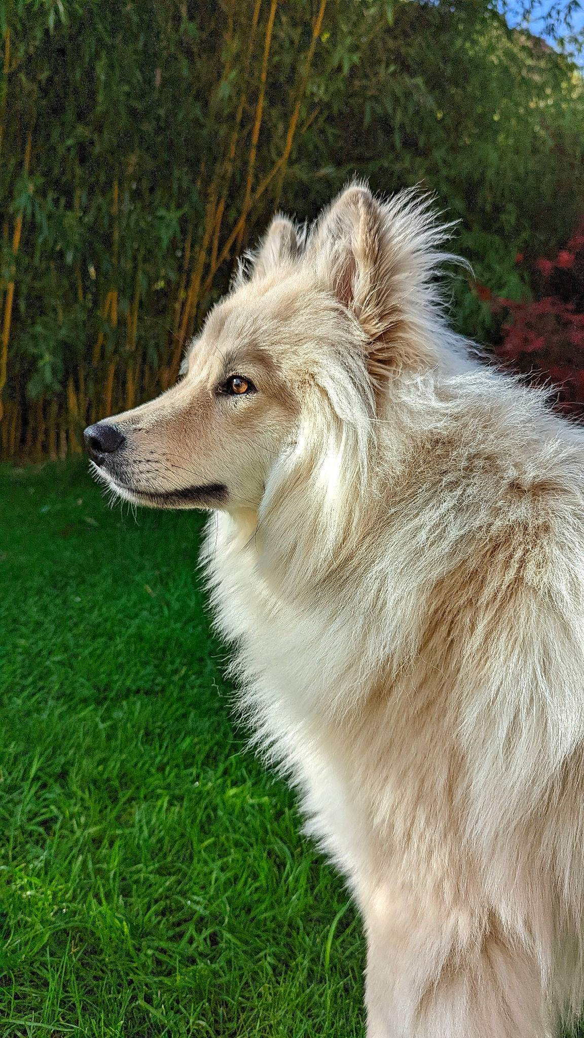 Buddy a rejoint le concours — aidez-le/la à gagner de superbes lots ! ancient_dog_breeds, canidae, canis, canis_lupus_tundrarum, carnivore, companion_dog, dog, dog_breed, fur, grass, plant, snout, sporting_group, terrestrial_animal, tree, whiskers, wildlife, wolf, working_dog
