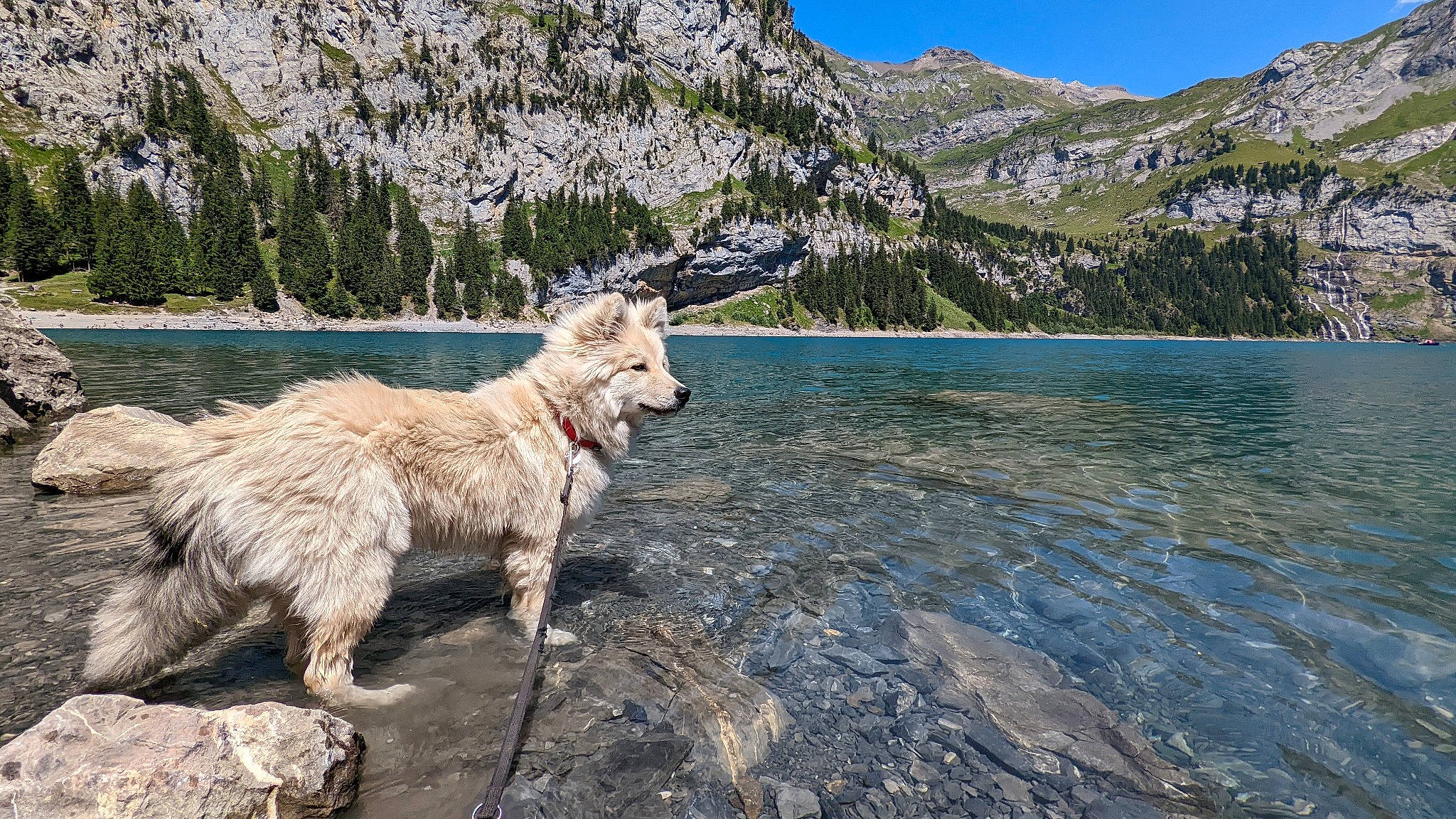Buddy a rejoint le concours — aidez-le/la à gagner de superbes lots ! bank, body_of_water, fawn, glacial_landform, goats, horn, lake, landscape, mountain, mountain_range, natural_landscape, plant, sky, tail, terrestrial_animal, tree, water, wilderness, wildlife, working_animal