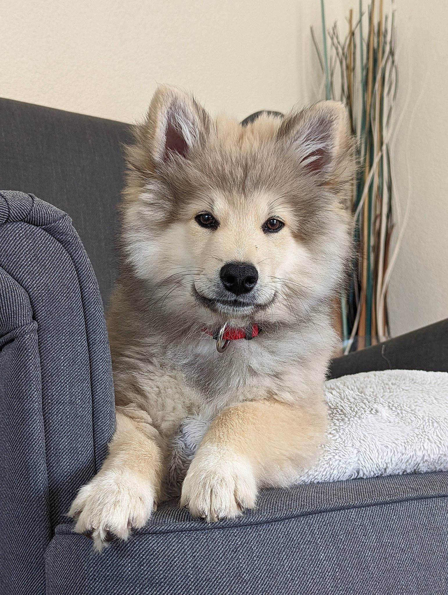 Buddy a rejoint le concours — aidez-le/la à gagner de superbes lots ! ancient_dog_breeds, canidae, canis, carnivore, comfort, companion_dog, dog, dog_breed, dog_supply, fawn, fur, german_spitz_mittel, non_sporting_group, puppy, sporting_group, terrestrial_animal, whiskers, working_dog