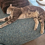 Simba participe au concours pour gagner de l'argent avec cette photo : animal, blue, brown, cat, couch, cozy, fur, furniture, home, indoor, pet, pillow, relaxing, resting, sleeping, soft, tabby_cat, tail, texture, whiskers