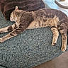 animal, blue, brown, cat, couch, cozy, fur, furniture, home, indoor, pet, pillow, relaxing, resting, sleeping, soft, tabby_cat, tail, texture, whiskers
