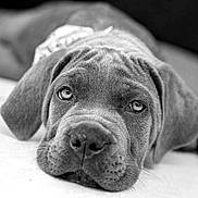 Bella a rejoint le concours — aidez-le/la à gagner de superbes lots ! bed, black_and_white, canine, close_up, cute, dog, ears, eyes, face, indoor, lying_down, monochrome, nose, pet, photography, portrait, puppy, relaxed, short_hair, sleepy