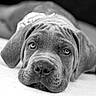 bed, black_and_white, canine, close_up, cute, dog, ears, eyes, face, indoor, lying_down, monochrome, nose, pet, photography, portrait, puppy, relaxed, short_hair, sleepy
