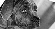 Bella participe au concours pour gagner de l'argent avec cette photo : puppy, dog, canine, portrait, close_up, black_and_white, monochrome, face, eyes, ears, snout, nose, fur, wrinkles, looking, indoor, furniture, chair, photography, cute