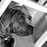 Bella participe au concours pour gagner de l'argent avec cette photo : black_and_white, canine, chair, close_up, cute, dog, ears, eyes, face, fur, furniture, indoor, looking, monochrome, nose, photography, portrait, puppy, snout, wrinkles