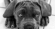 Bella a rejoint le concours — aidez-le/la à gagner de superbes lots ! animal, black_and_white, canine, close_up, collar, cute, dog, eyes, floor, floppy_ears, indoors, lying_down, nose, paws, pet, photography, portrait, puppy, tile, wrinkles