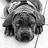 animal, black_and_white, canine, close_up, collar, cute, dog, eyes, floor, floppy_ears, indoors, lying_down, nose, paws, pet, photography, portrait, puppy, tile, wrinkles