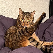 Bebou participe au concours pour gagner de l'argent avec cette photo : animal, bedroom, blanket, cat, claws, ears, feline, fur, headboard, indoor, paw, pet, purple, relaxing, resting, stretching, tabby, texture, wall, whiskers
