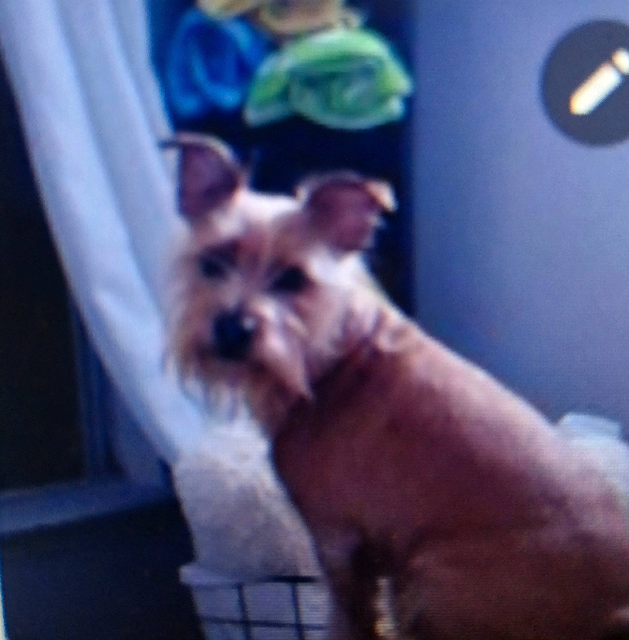 Rusty joined the competition — help win amazing prizes! ancient_dog_breeds, canidae, carnivore, companion_dog, dog, dog_breed, dog_supply, ear, electric_blue, fawn, fur, non_sporting_group, small_terrier, snout, sporting_group, terrier, toy_dog, working_animal