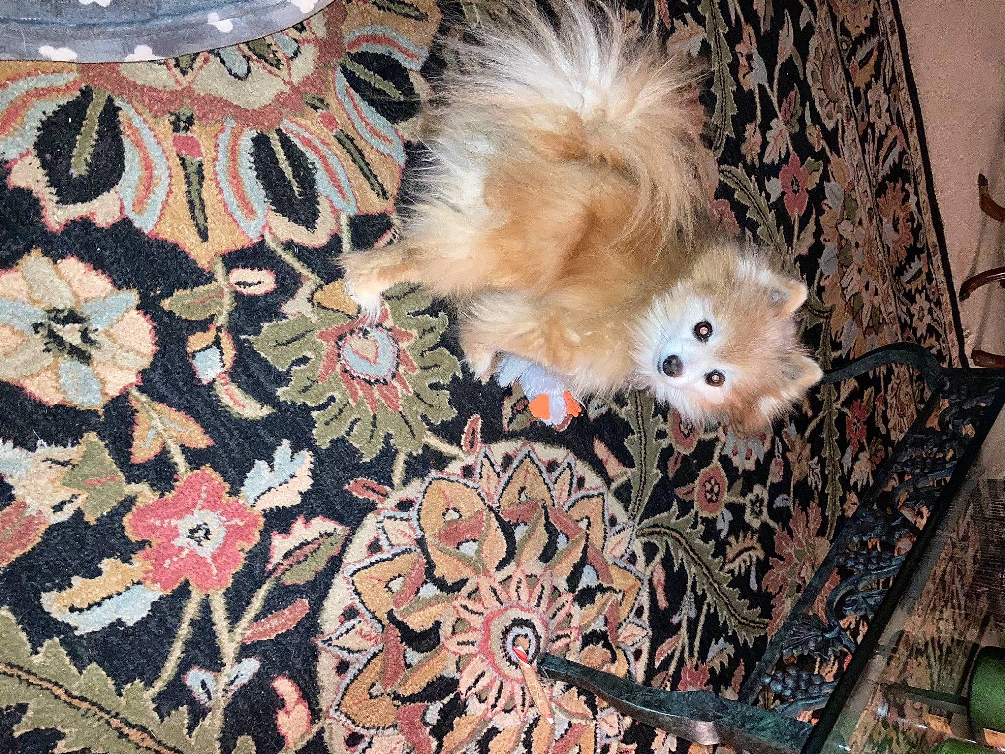 Rusty is registered to the contest to win money with this photo: art, carnivore, carpet, companion_dog, dog, dog_breed, fashion_accessory, fawn, flooring, flower, fur, german_spitz, motif, pattern, plant, spitz, tail, toy, toy_dog, whiskers