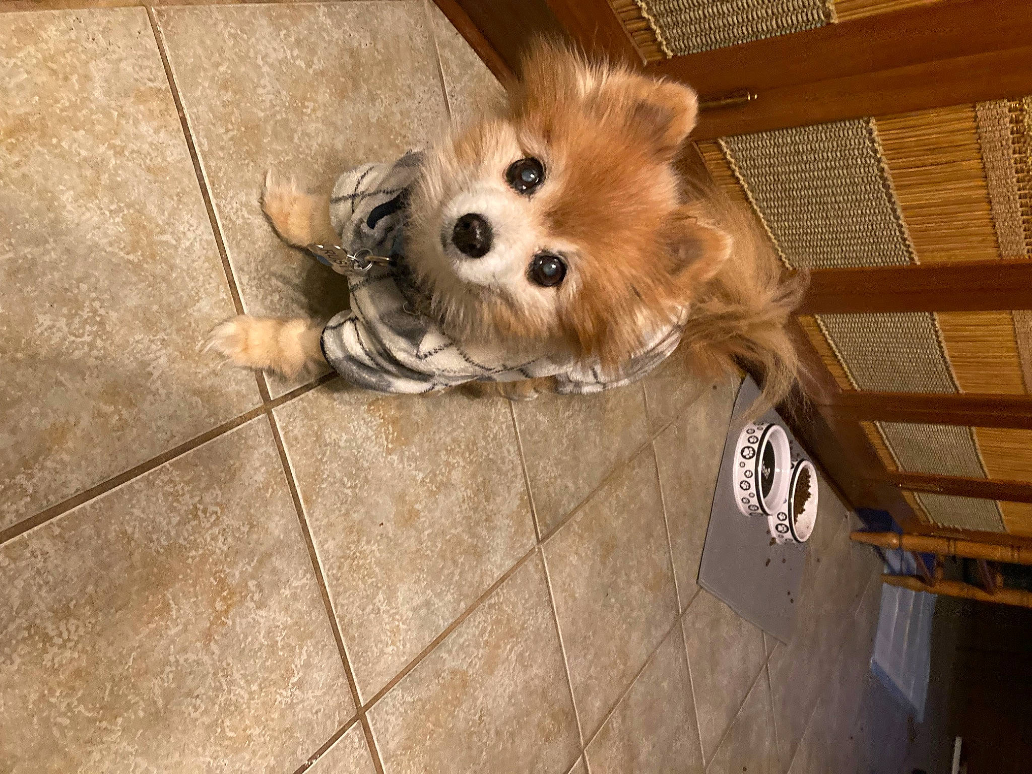 Rusty joined the competition — help win amazing prizes! carnivore, companion_dog, dog, dog_breed, dog_supply, fawn, floor, flooring, fur, hardwood, pet_supply, pomeranian, snout, sporting_group, terrier, tile_flooring, toy_dog, whiskers, wood, working_animal