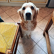 Gouny a rejoint le concours — aidez-le/la à gagner de superbes lots ! dog, golden_retriever, pet, animal, indoor, kitchen, tile_floor, wooden_chair, yellow_chair_seat, looking_up, curious, furry, companion, domestic, flooring, household, four_legged, canine, waiting, friendly