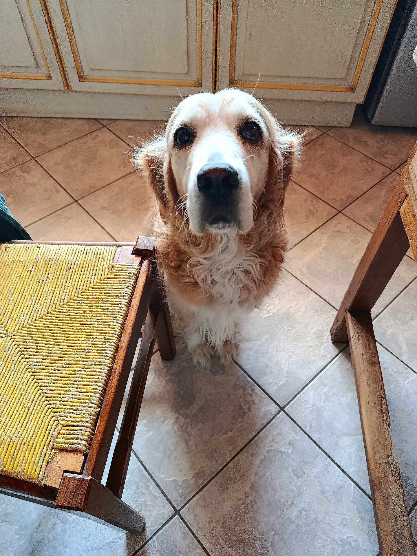 Gouny a rejoint le concours — aidez-le/la à gagner de superbes lots ! dog, golden_retriever, pet, animal, indoor, kitchen, tile_floor, wooden_chair, yellow_chair_seat, looking_up, curious, furry, companion, domestic, flooring, household, four_legged, canine, waiting, friendly
