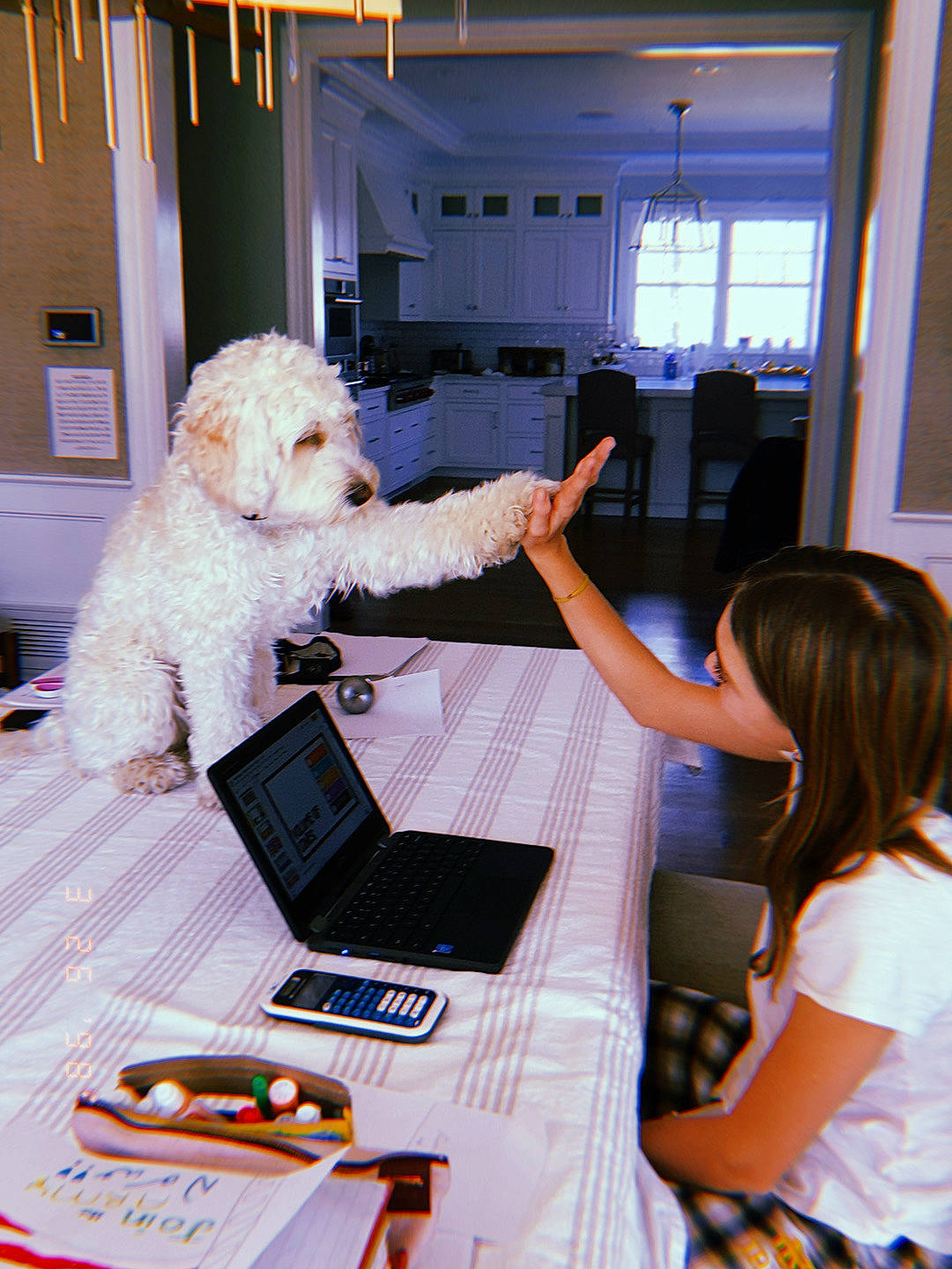 Oliver is registered to the contest to win money with this photo: bichon, bichon_frise, canidae, carnivore, companion_dog, dog, dog_breed, maltese, non_sporting_group, room