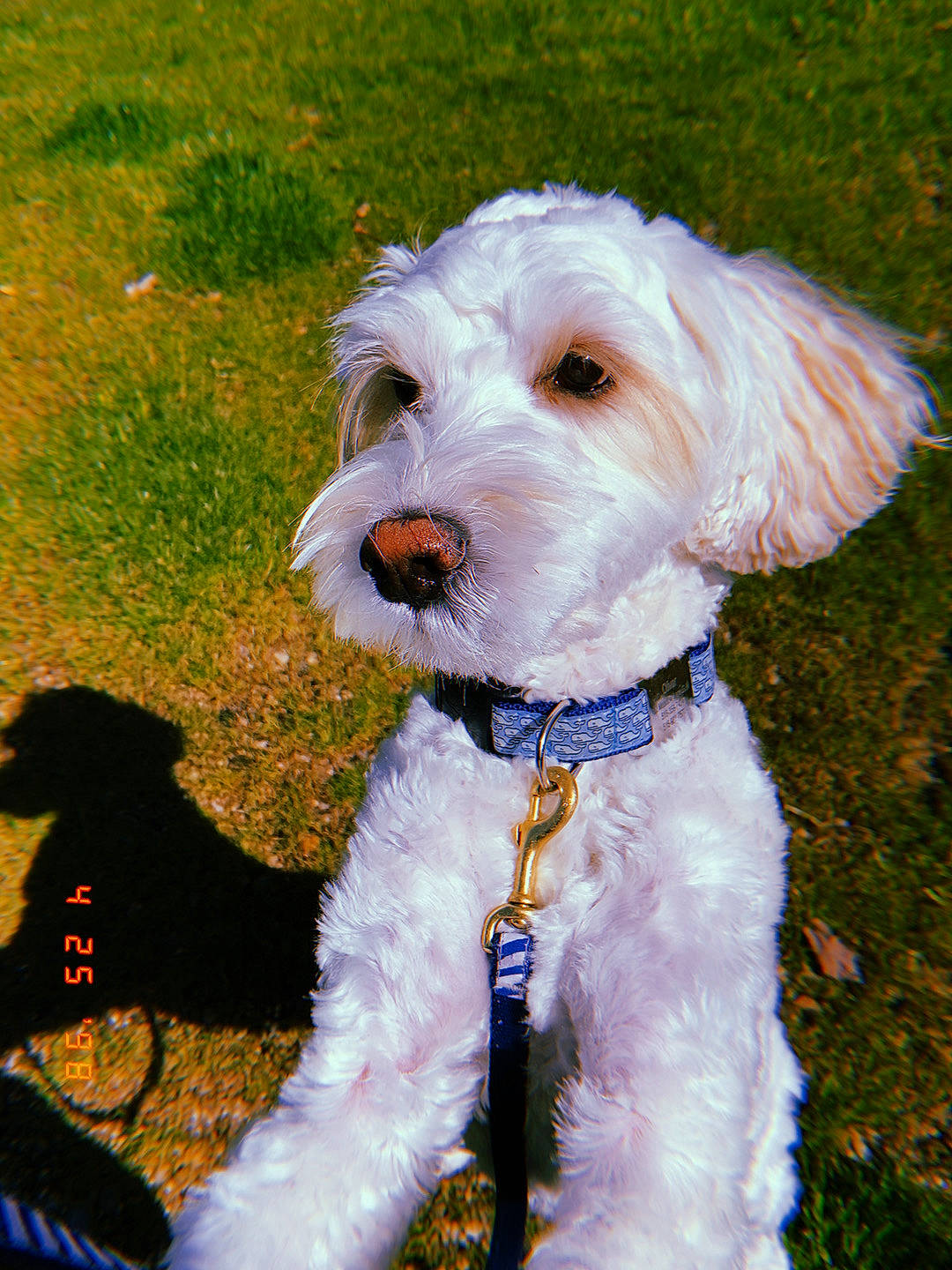 Oliver joined the competition — help win amazing prizes! briquet_griffon_vendeen, canidae, carnivore, cockapoo, companion_dog, dog, dog_breed, goldendoodle, irish_soft_coated_wheaten_terrier, mammal, miniature_schnauzer, non_sporting_group, poodle_crossbreed, rare_breed_dog, schnoodle, snout, sporting_group, sporting_lucas_terrier, terrier, vertebrate