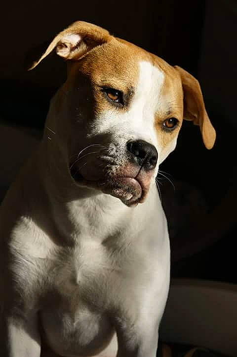 Légende a rejoint le concours — aidez-le/la à gagner de superbes lots ! ancient_dog_breeds, canidae, carnivore, collar, companion_dog, dog, dog_breed, dog_collar, fawn, non_sporting_group, snout, sporting_group, whiskers, working_animal, working_dog