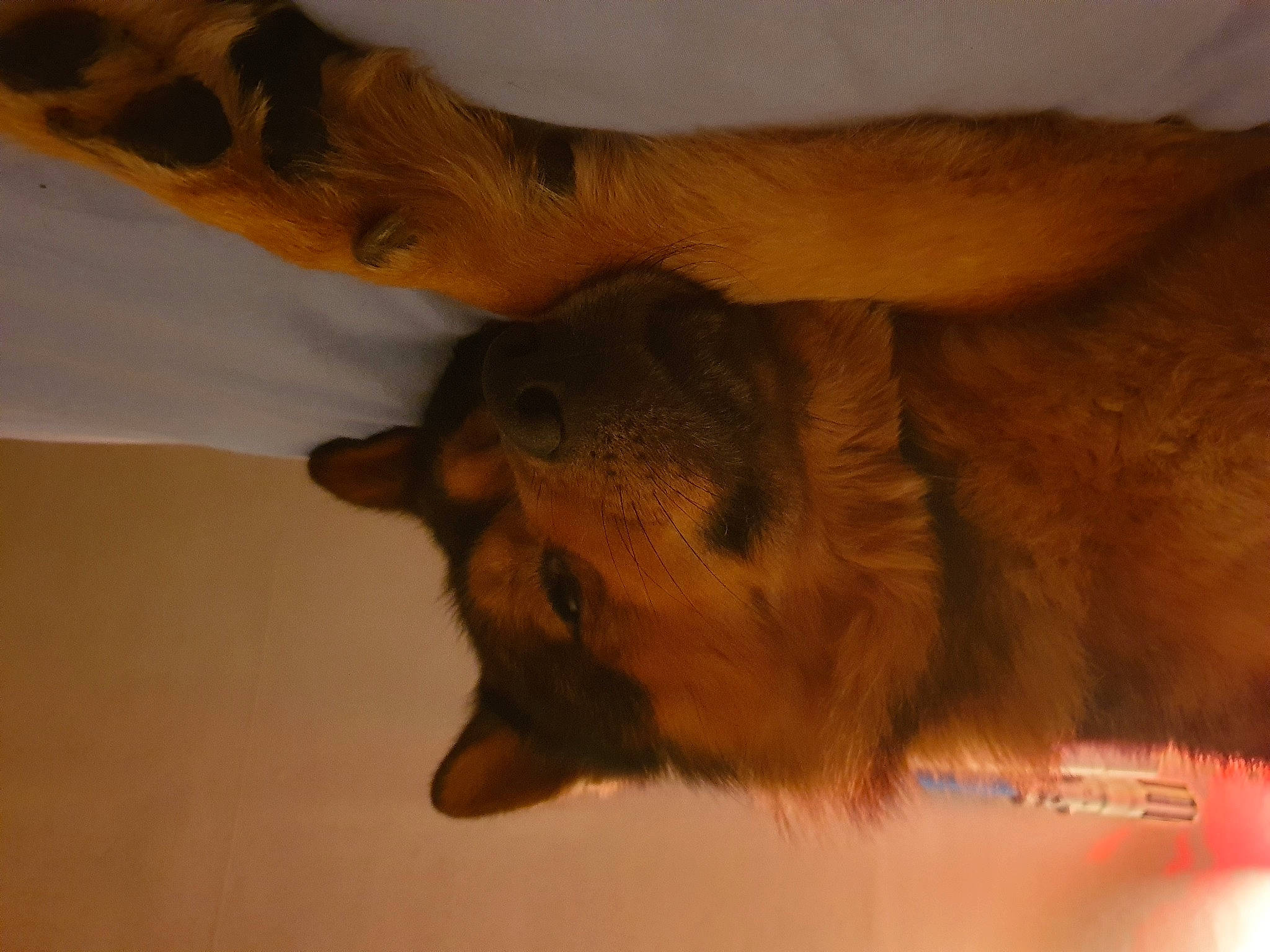 Simba participe au concours pour gagner de l'argent avec cette photo : brown, canidae, carnivore, claw, companion_dog, dog, dog_breed, fawn, felidae, fur, paw, snout, sporting_group, tail, terrestrial_animal, whiskers, wildlife, wood, working_animal