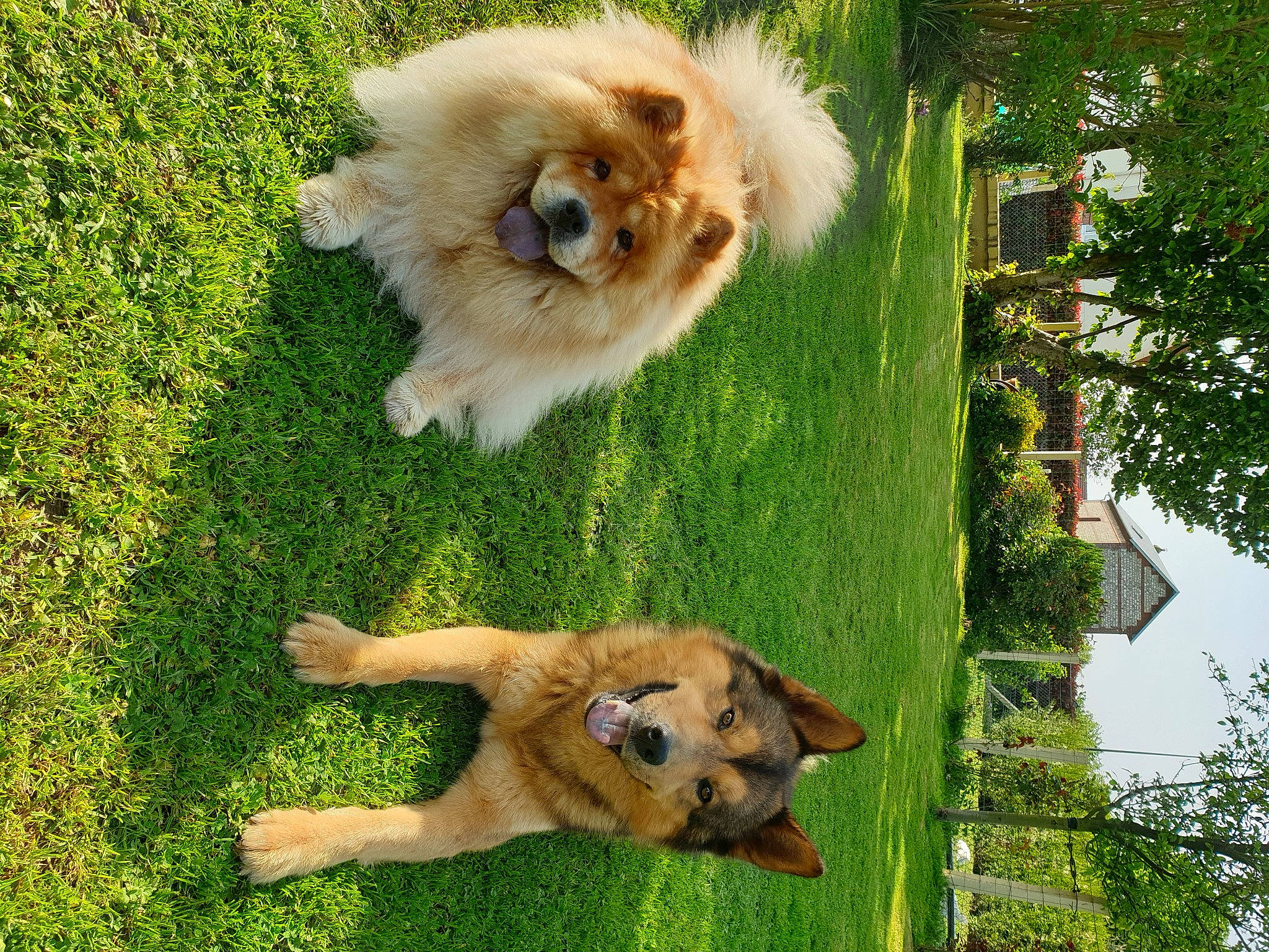 Simba a rejoint le concours — aidez-le/la à gagner de superbes lots ! carnivore, companion_dog, dog, dog_breed, fawn, german_spitz, german_spitz_klein, german_spitz_mittel, grass, green, liver, mammal, plant, snout, spitz, sporting_group, tail, toy_dog, tree, working_animal