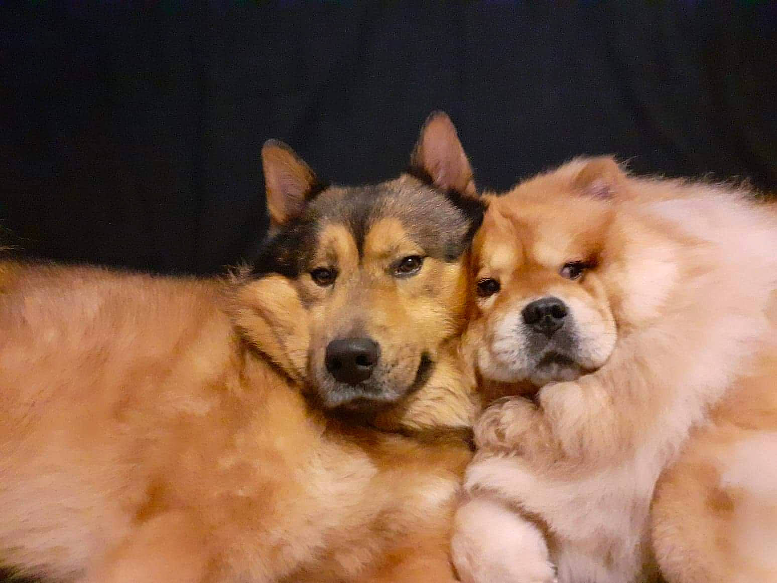 Simba participe au concours pour gagner de l'argent avec cette photo : ancient_dog_breeds, carnivore, companion_dog, dog, dog_breed, fawn, fur, snout, terrestrial_animal, whiskers, working_animal, working_dog