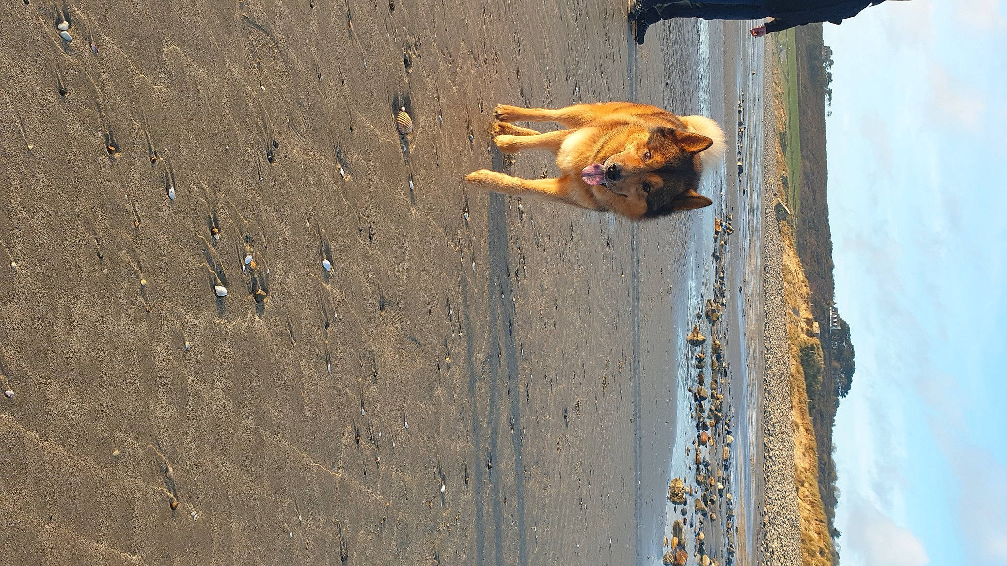 Simba participe au concours pour gagner de l'argent avec cette photo : beach, carnivore, cloud, concrete, dog, dog_breed, fun, landscape, recreation, reflection, rock, shadow, sky, soil, sporting_group, wall, water, window, wood