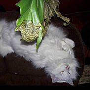 Moo is registered to the contest to win money with this photo: cat, white_cat, fluffy, pet, indoor, cushion, leaf, plant, relaxed, animal, fur, closeup, brown, green, nature, cozy, resting, domestic, mammal, cute