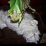 cat, white_cat, fluffy, pet, indoor, cushion, leaf, plant, relaxed, animal, fur, closeup, brown, green, nature, cozy, resting, domestic, mammal, cute