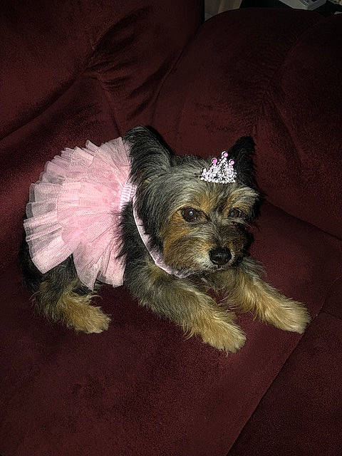 Cassy joined the competition — help win amazing prizes! biewer_terrier, canidae, carnivore, companion_dog, dog, dog_breed, dog_clothes, dog_supply, fashion_accessory, fawn, fur, liver, pillow, small_terrier, snout, sporting_group, terrier, toy_dog, working_animal, yorkipoo