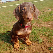 Bluey a rejoint le concours — aidez-le/la à gagner de superbes lots ! dog, puppy, dachshund, brown_coat, outdoors, grass, collar, sitting, paws, cute, pet, animal, snout, ears, field, sunlight, portrait, young_dog, ground, closeup