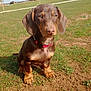 dog, puppy, dachshund, brown_coat, outdoors, grass, collar, sitting, paws, cute, pet, animal, snout, ears, field, sunlight, portrait, young_dog, ground, closeup