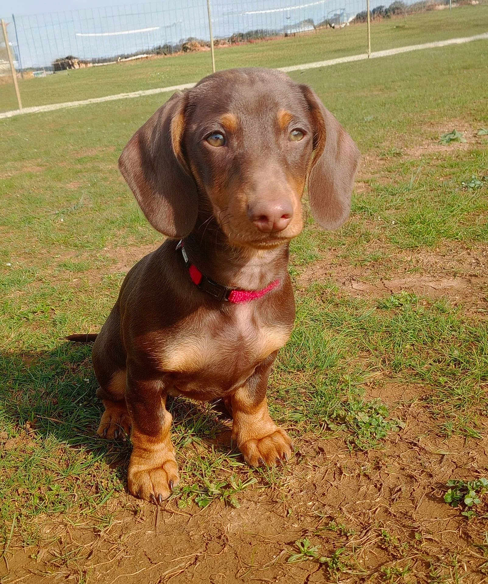 Bluey a rejoint le concours — aidez-le/la à gagner de superbes lots ! dog, puppy, dachshund, brown_coat, outdoors, grass, collar, sitting, paws, cute, pet, animal, snout, ears, field, sunlight, portrait, young_dog, ground, closeup