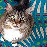 cat, tabby, green_eyes, fluffy, pet, animal, indoor, looking_up, curious, tail, whiskers, fur, patterned_rug, blue_rug, colorful, cozy, domestic_cat, cute, feline, close_up