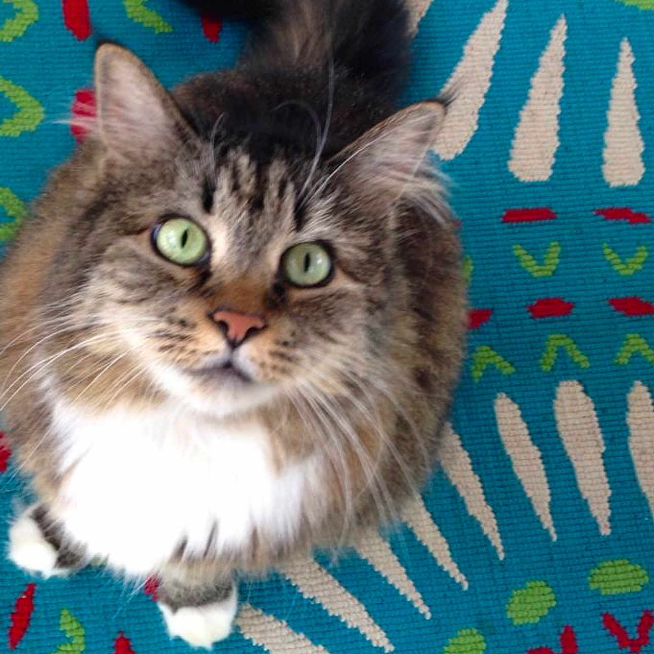 Nicolette is registered to the contest to win money with this photo: cat, tabby, green_eyes, fluffy, pet, animal, indoor, looking_up, curious, tail, whiskers, fur, patterned_rug, blue_rug, colorful, cozy, domestic_cat, cute, feline, close_up